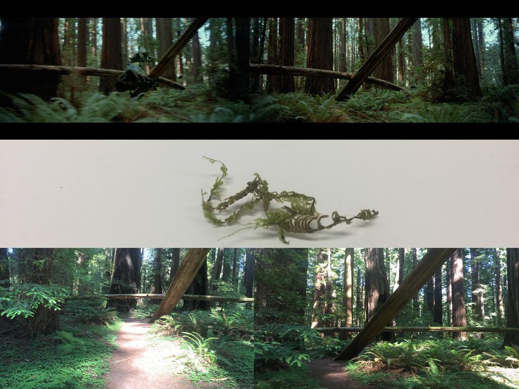 Moss_zpsxllqzoej.jpg