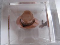 IMG_5388 (コピー).JPG