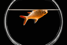 goldfish-5be9ea5ec9e77c0052ea141d.png